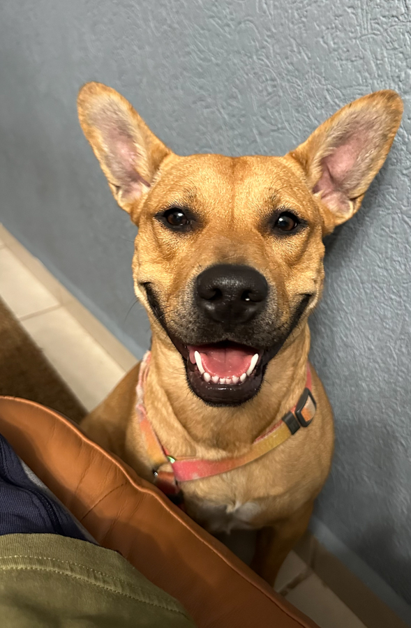 Chalupa